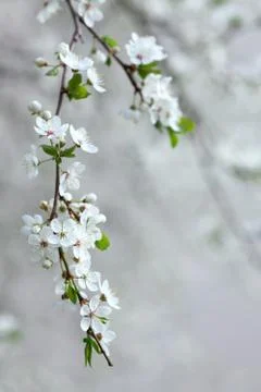 Branch of blooming fruit tree Stock-Fotos