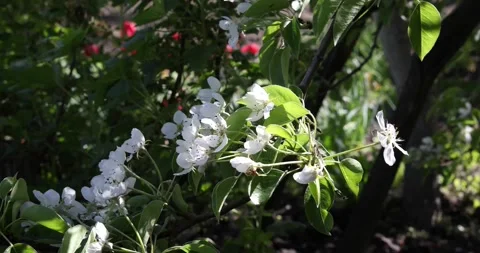 A branch of a blooming fruit tree is shaken by the wind. Stock Footage 196190855