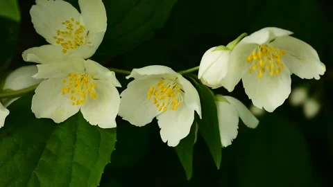 Branch of blooming jasmine Video stock 138395135