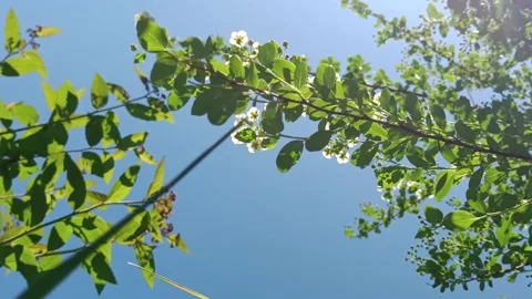 The branch of blooming meadowsweets against the blue sky Stock Footage 245803355
