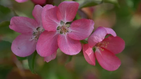 Branch of Blooming Pink Apple Tree Close Up View Stock Footage 89797136