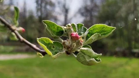 Branch of blooming pink apple tree with buds Video stock 264086849