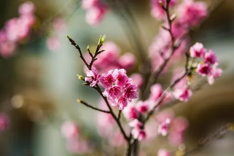 Branch of blooming pink delicate fluffy asian sakura in flowering season Stock Photos