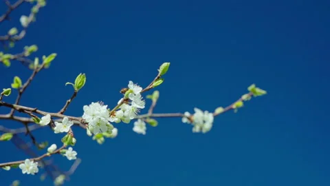 A branch of a blooming plum tree and a bee flying to another flower. Stock Footage 313793641