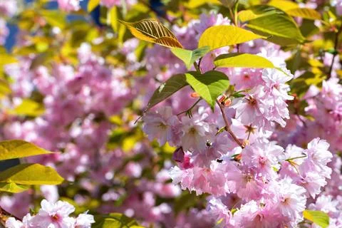 A branch of blooming sakura on the background of a spring garden. Stock Photos