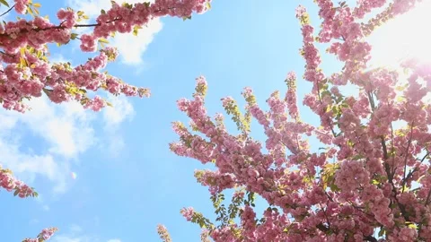 Branch of blooming sakura cherry tree blue sky on background Stock Footage 168364589
