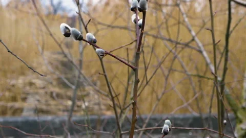 Branch of a blooming spring tree. Nature background. Fluffy pussy-willow bud Stock Footage 150821282