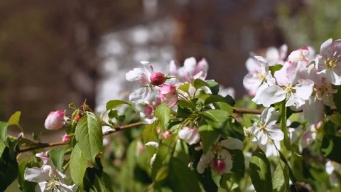 Branch of blooming tree with defocused historic building revealed in background. Stock Footage 107985697