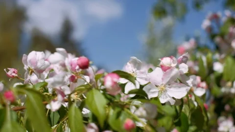 Branch of blooming tree moving in the wind. Close up. Shallow depth of field. 4K Stock Footage 107985319