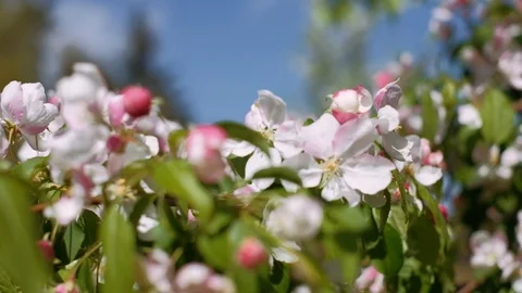 Branch of blooming tree moving in the wind. Close up dolly shot. Stock Footage 108684940