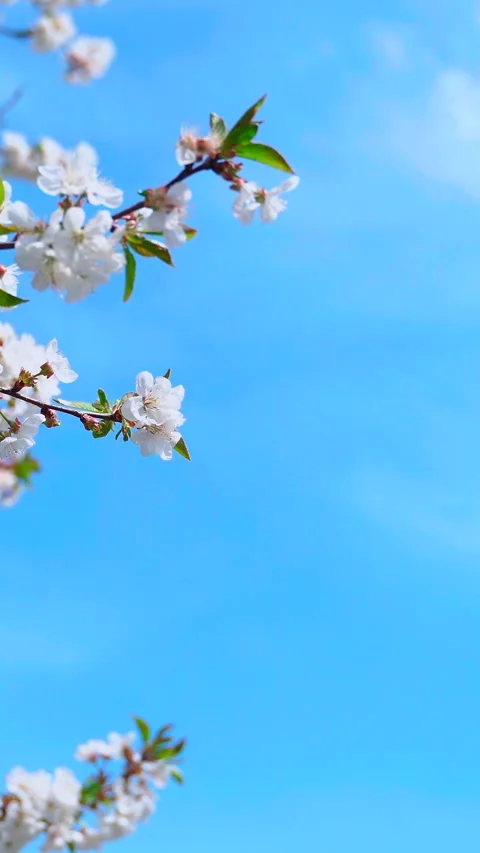 Branch of blooming tree. White blossoming flowers of a fruit tree. Vertical Video stock 266819767