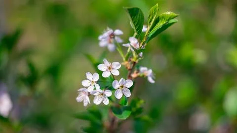 Branch of blooming tree with white spring flowers Stock Photos