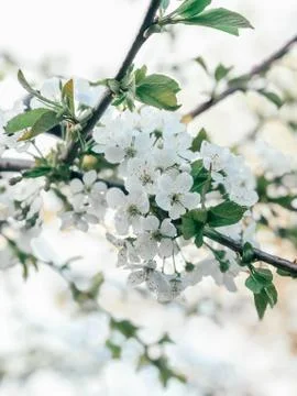 A branch of blooming white cherry close-up. Closeup. Floral background for yo Stock Photos