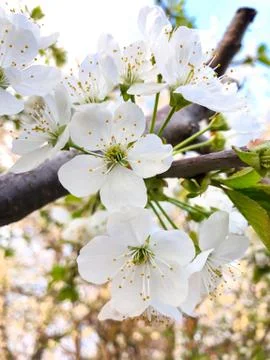 A branch of blooming white cherry close-up. Closeup. Floral background for yo Stock Photos