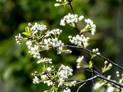 Branch of a blooming white cherry tree in the garden Stock Photos