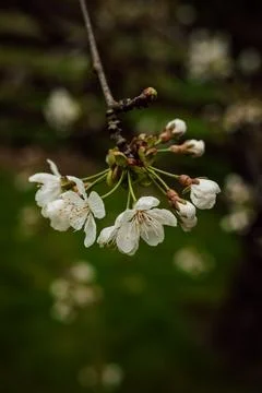 A branch of a blooming white cherry tree on the background of greenery. garden. Foto stock