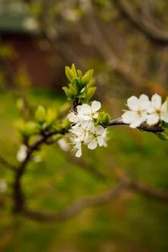 A branch of a blooming white cherry tree on the background of greenery. garden. Stock Photos