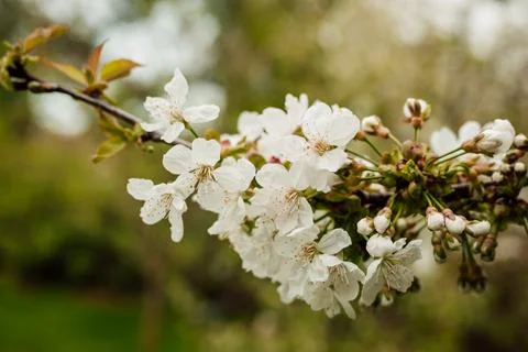 A branch of a blooming white cherry tree on the background of greenery. garden. Stock Photos