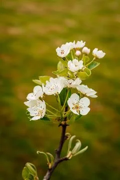 A branch of a blooming white cherry tree on the background of greenery. garden. Stock Photos