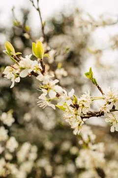 A branch of a blooming white cherry tree on the background of greenery. garden. Stock Photos