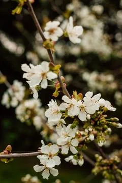 A branch of a blooming white cherry tree on the background of greenery. garden. Stock Photos