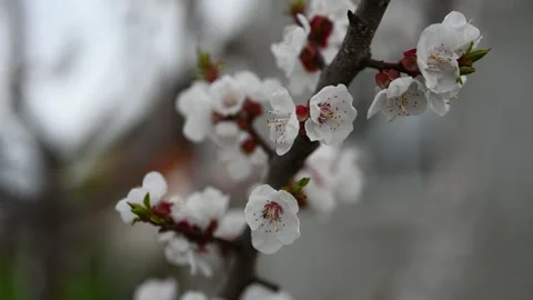 Branch with blooming white flower in spring Видео 224539551