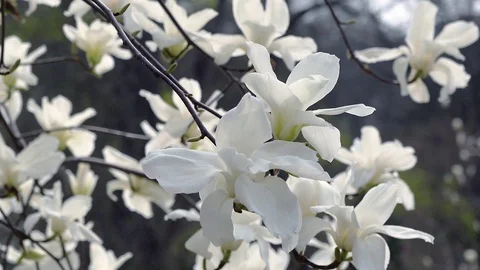 Branch of a blooming white magnolia Video stock 119036799