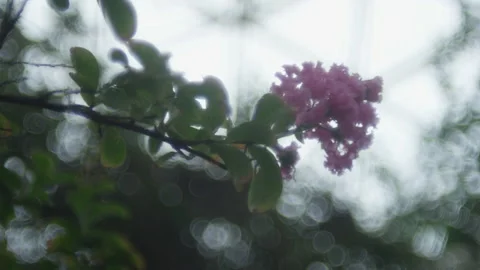 A branch with a blossom Video stock 231110610