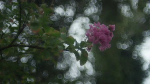 A branch with a blossom Video stock 231111067