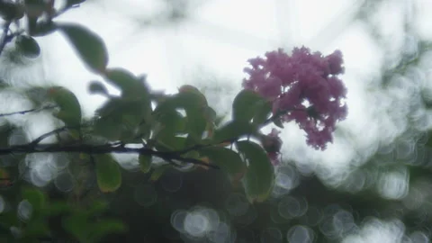 A branch with a blossom Stock Footage 231114596