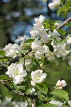 Branch of blossoming apple Foto stock