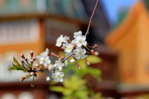 A branch of a blossoming apple tree in the background of the building Stock Photos
