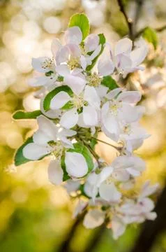 Branch of blossoming apple-tree, close-up Stock Photos