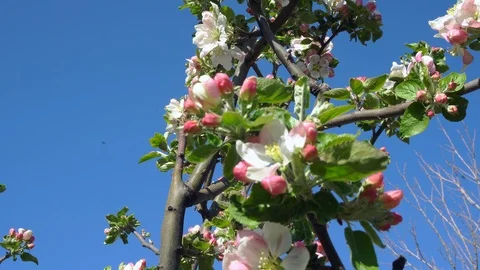 Branch of blossoming apple tree Stock Footage 122045810