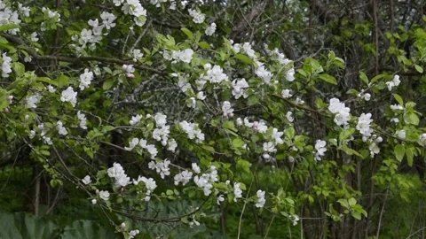 Branch of a blossoming apple tree Stock Footage 138500863