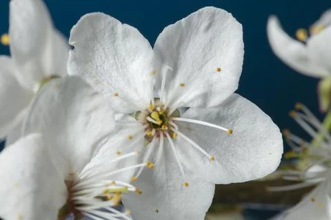 A branch of a blossoming apple tree with large white flowers. Stock Photos
