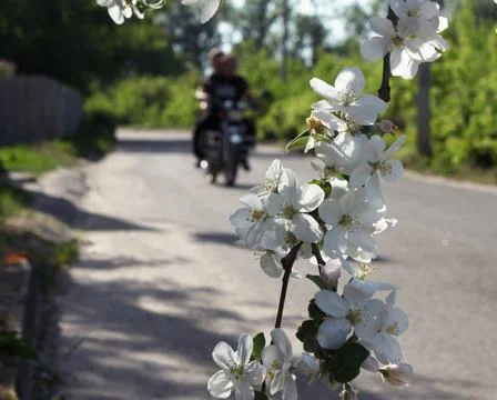 A branch of a blossoming apple tree over a country road Stock Photos