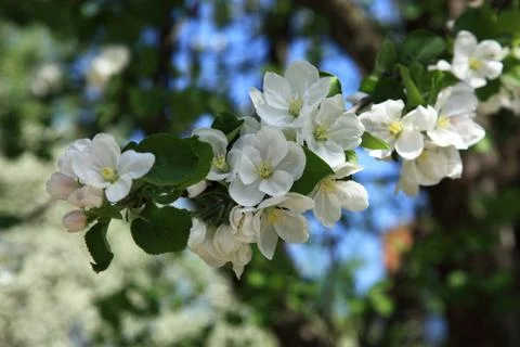Branch blossoming apple tree. Stock Photos