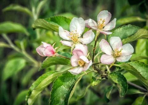 The branch of a blossoming apple tree Stock Photos