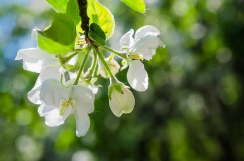 Branch of blossoming apple-tree Stock Photos