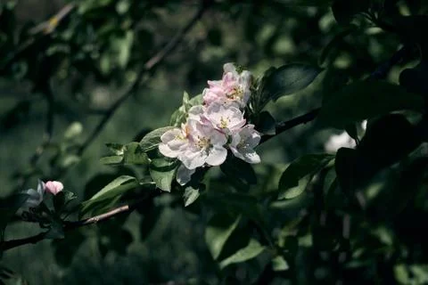 Branch of blossoming apple tree 스톡 사진