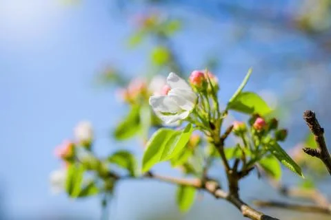 Branch of a blossoming apple tree Stock Photos