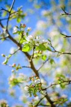 Branch of a blossoming apple tree Stock Photos