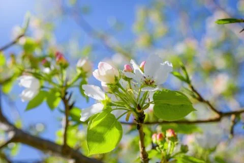 Branch of a blossoming apple tree Stock Photos
