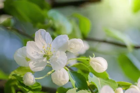 Branch of a blossoming apple tree Stock Photos
