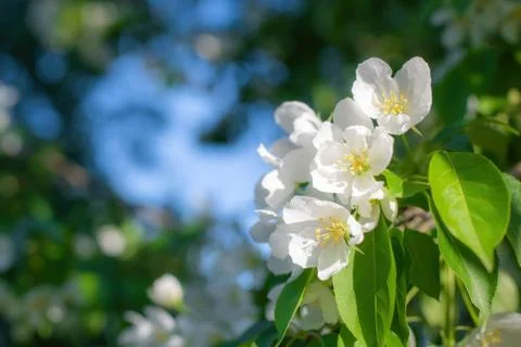 Branch of a blossoming apple tree Stock Photos