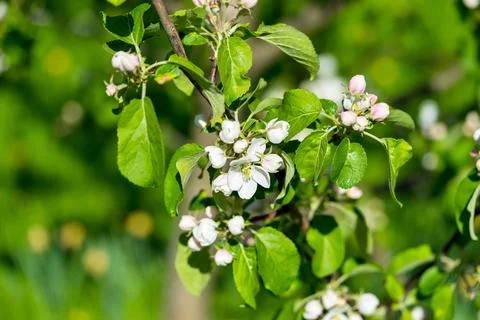 Branch of the blossoming apple-tree Stock Photos