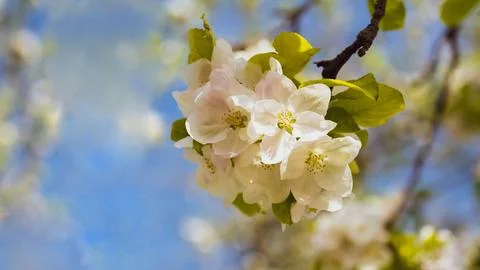 Branch of blossoming apple tree Stock Photos