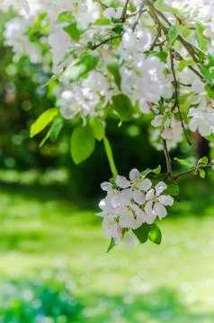 Branch of blossoming apple-tree, spring Foto stock