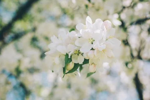 Branch of a blossoming apple tree in a spring garden. Spring blossom. Selecti Stock Photos